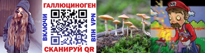 дарнет шоп  Чайковский  Галлюциногенные грибы Cubensis 